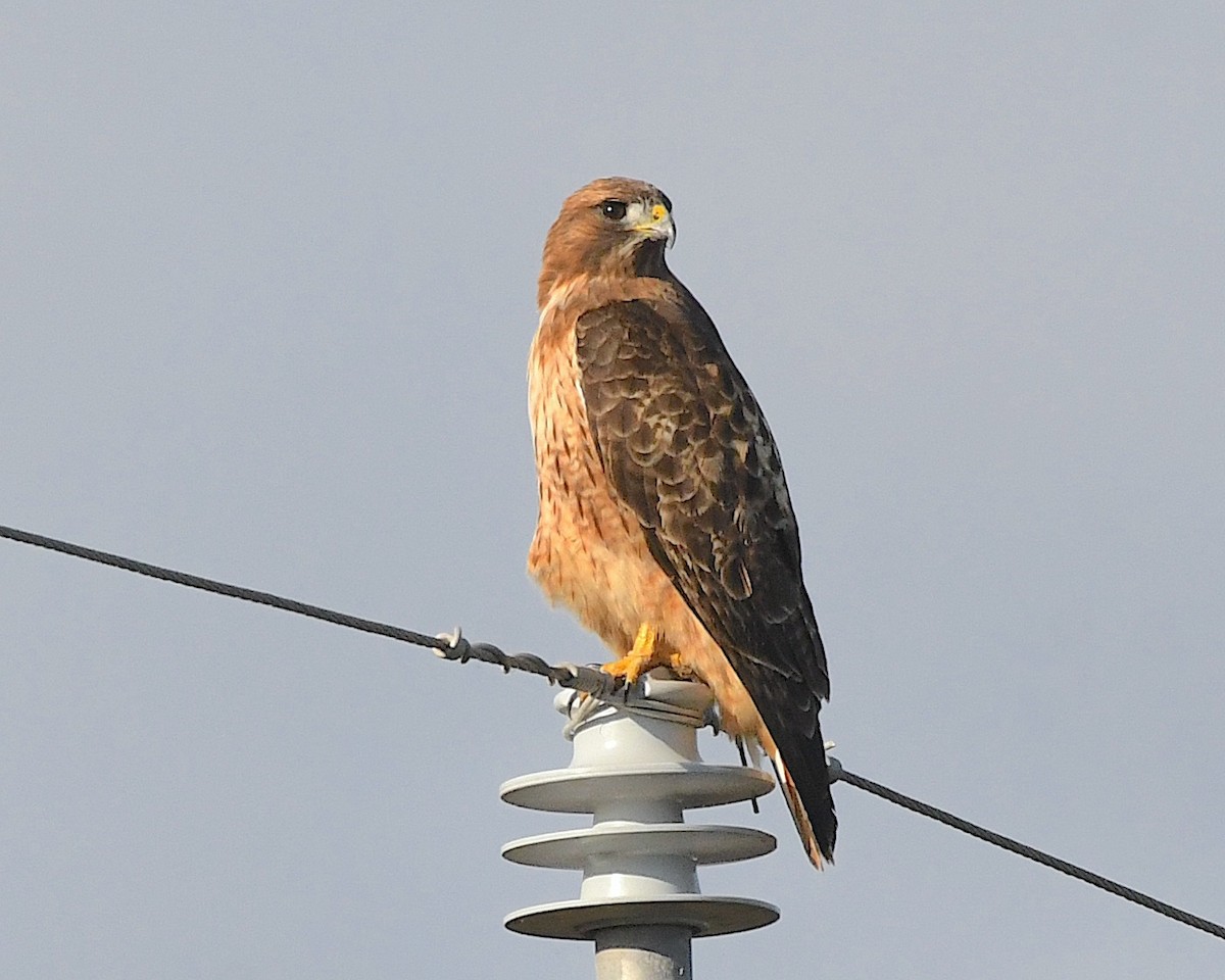 Red-tailed Hawk - ML612768476