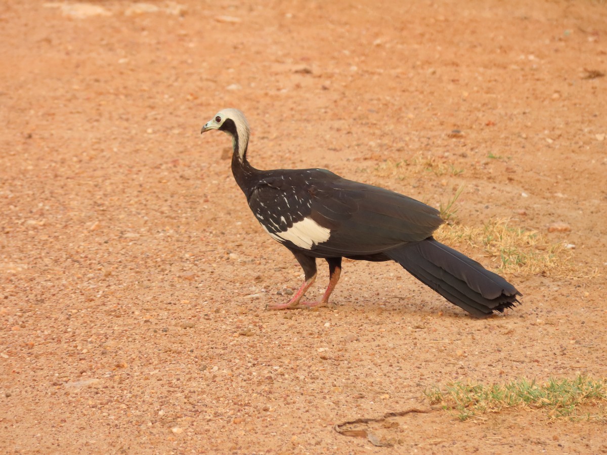 White-throated Piping-Guan - ML612768513