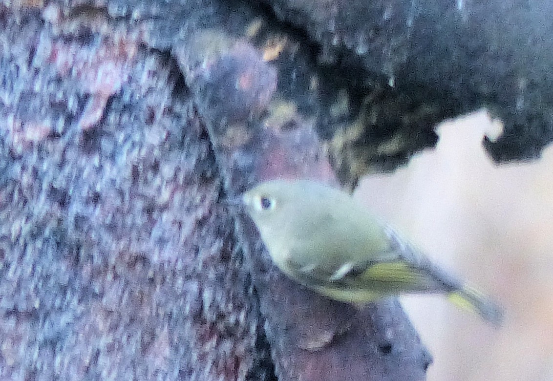 Ruby-crowned Kinglet - Donald Codling
