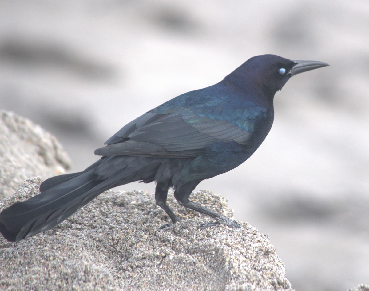 Boat-tailed Grackle - ML612768801