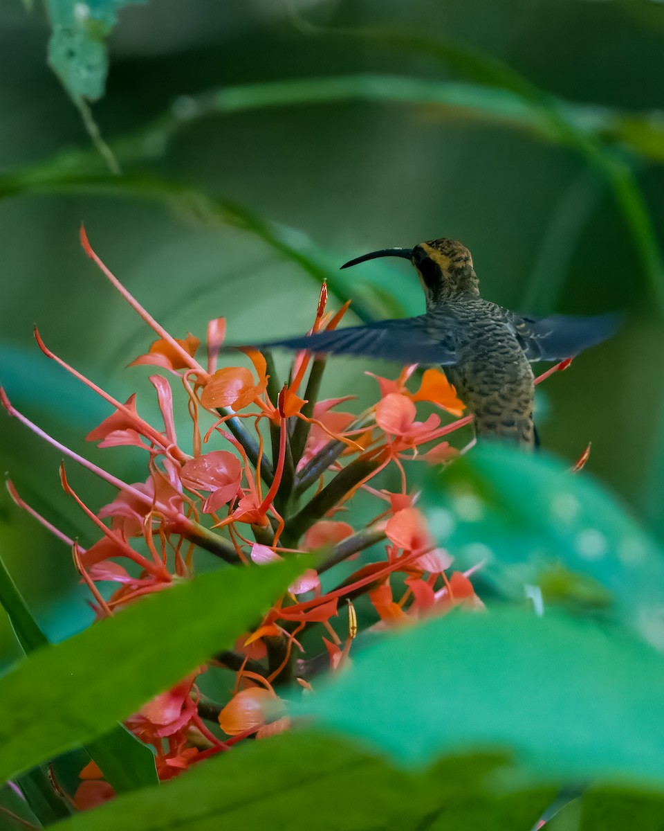 Scale-throated Hermit - Lupa Foto
