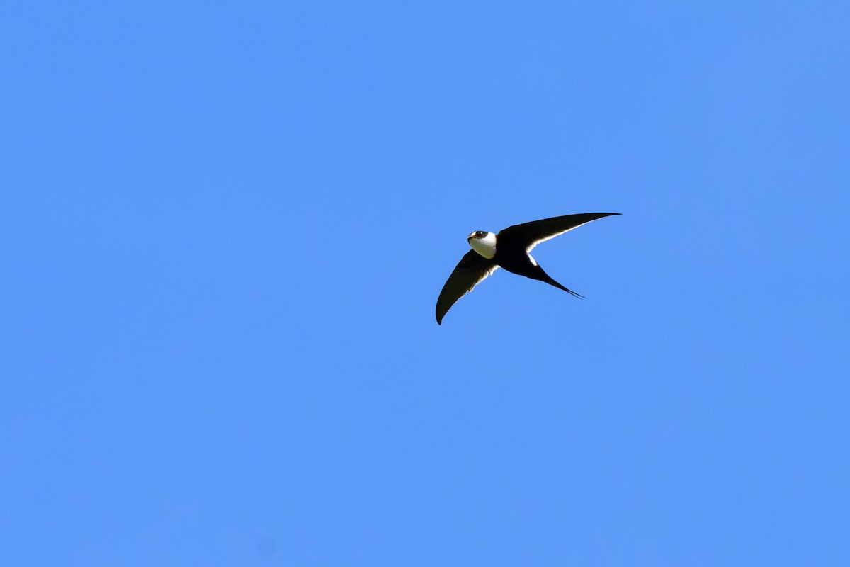 Great Swallow-tailed Swift - ML612769038