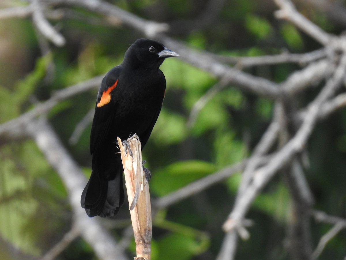Red-winged Blackbird - Juan D Astorga