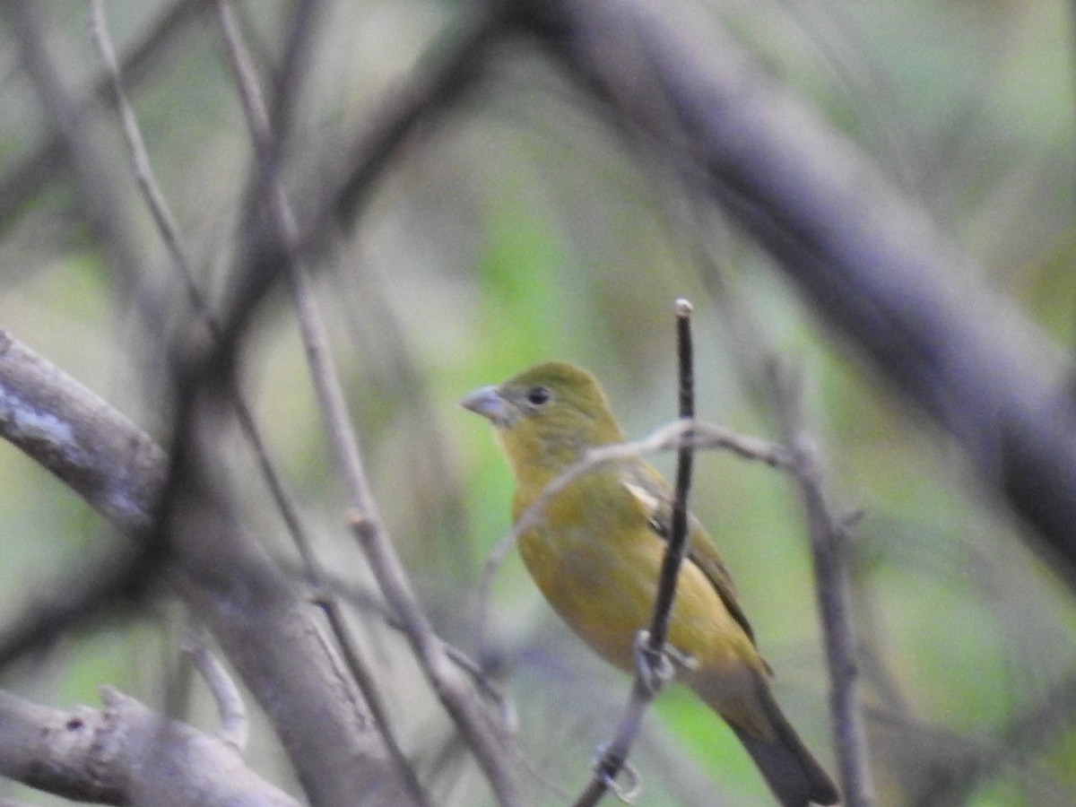 Painted Bunting - ML612769213
