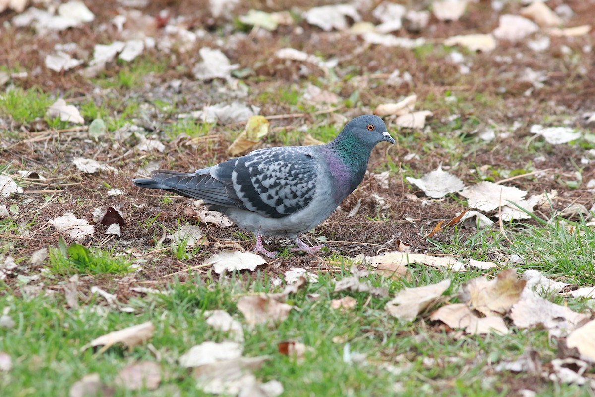 Rock Pigeon (Feral Pigeon) - ML612769410