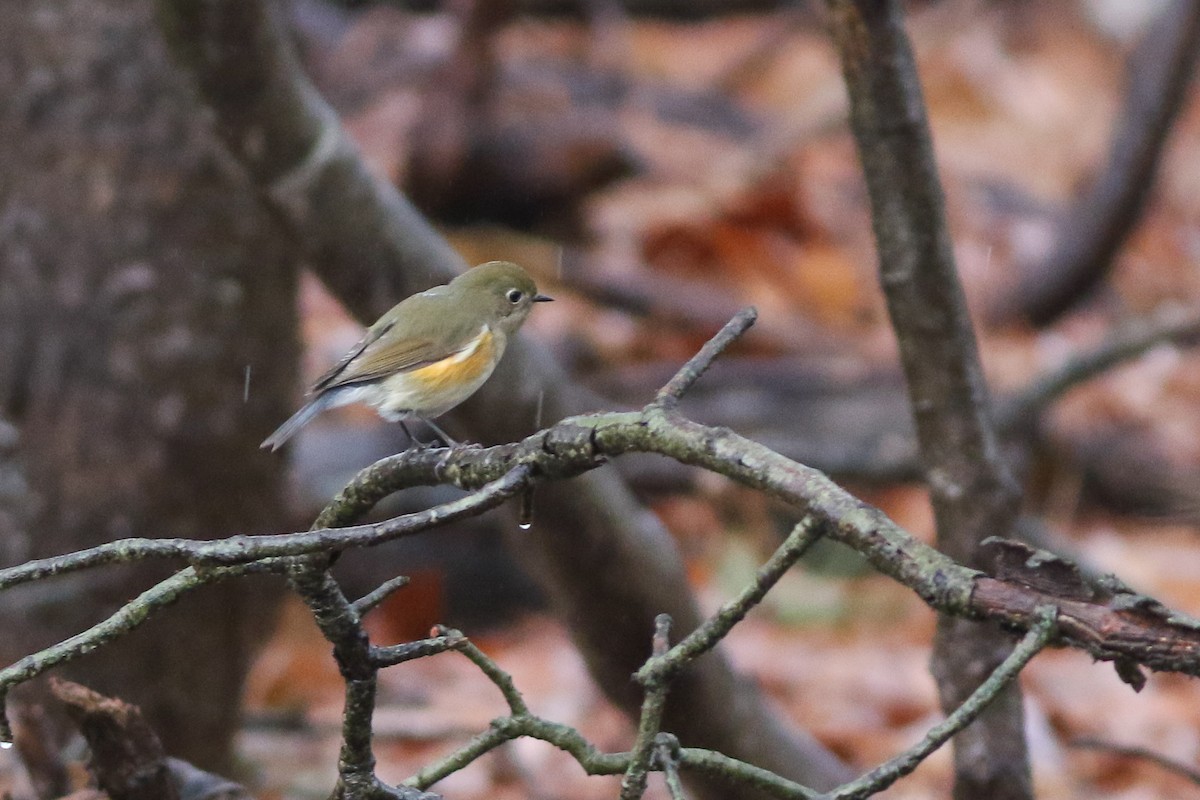 Red-flanked Bluetail - ML612769509