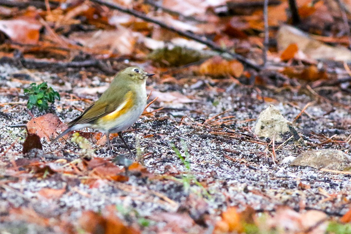 Red-flanked Bluetail - ML612769510
