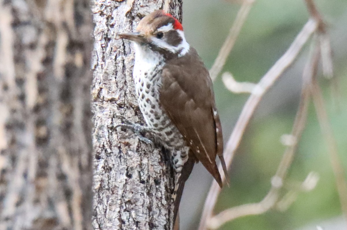 Arizona Woodpecker - ML612769669