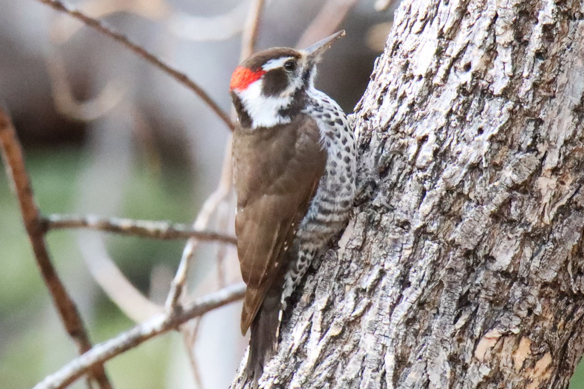Arizona Woodpecker - ML612769671