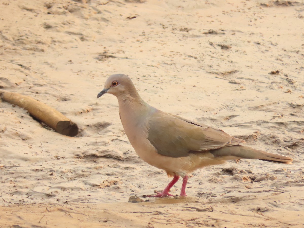 White-tipped Dove (brasiliensis Group) - ML612769721