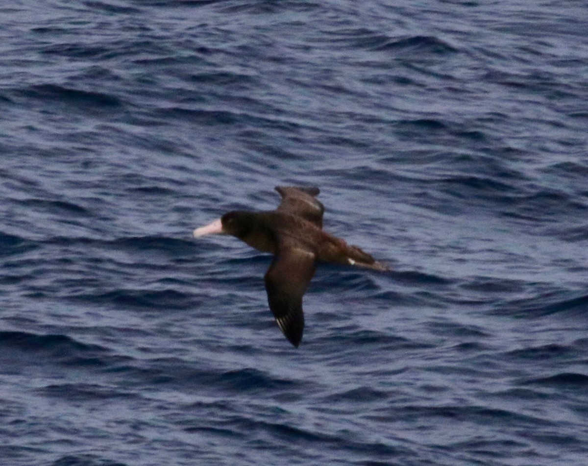 Short-tailed Albatross - ML612769855