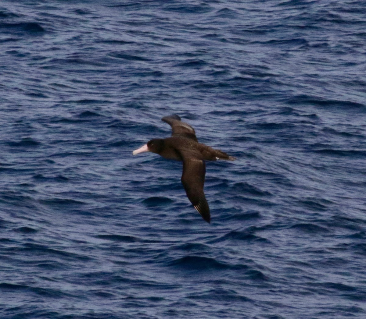 Short-tailed Albatross - ML612769860