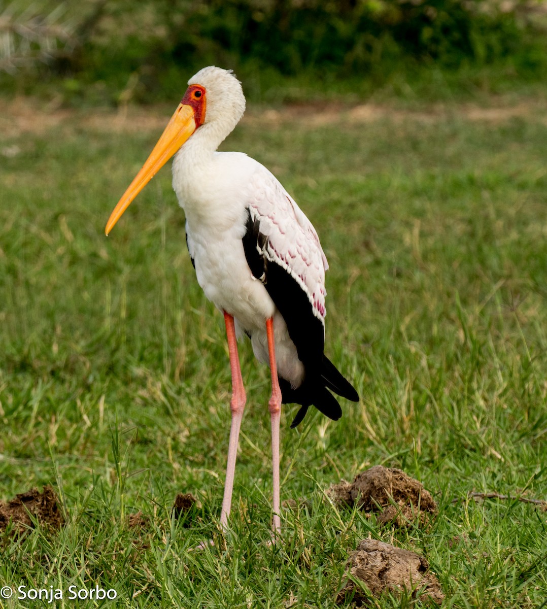 Yellow-billed Stork - Sonja Sorbo