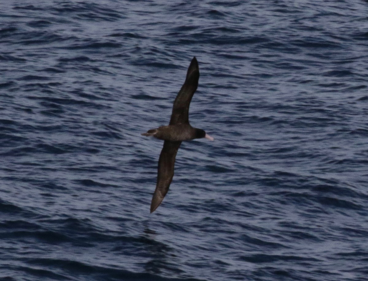 Short-tailed Albatross - ML612769962