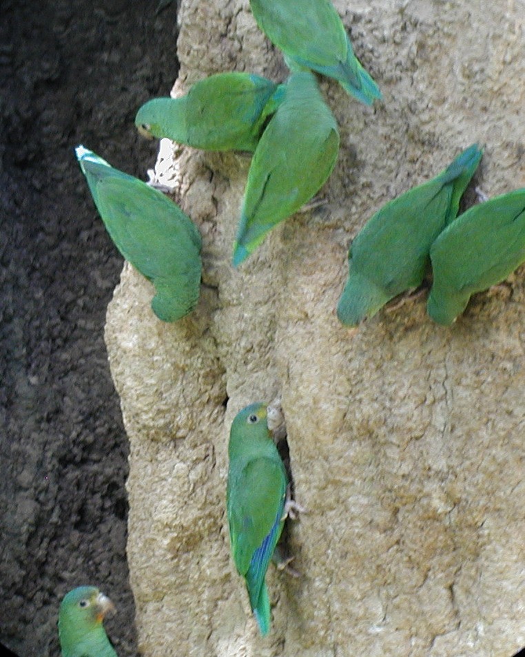 Cobalt-winged Parakeet - Terry Rosenmeier