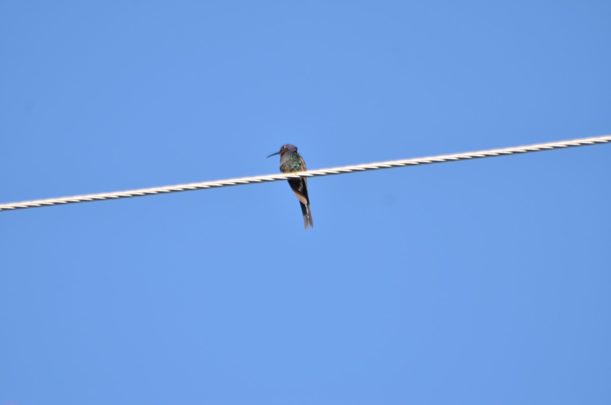Swallow-tailed Hummingbird - ML612770628
