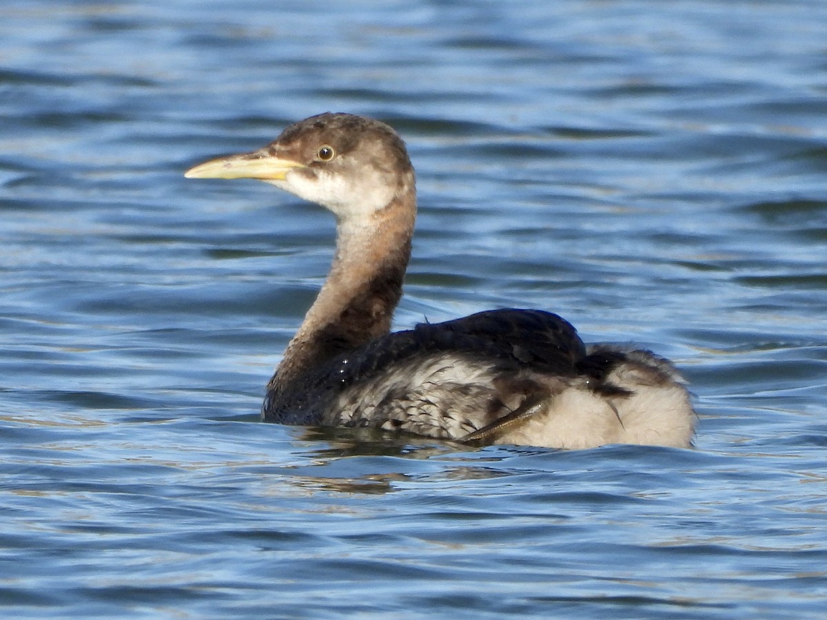 Red-necked Grebe - ML612770702