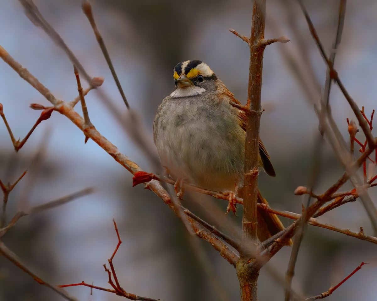 White-throated Sparrow - ML612770738