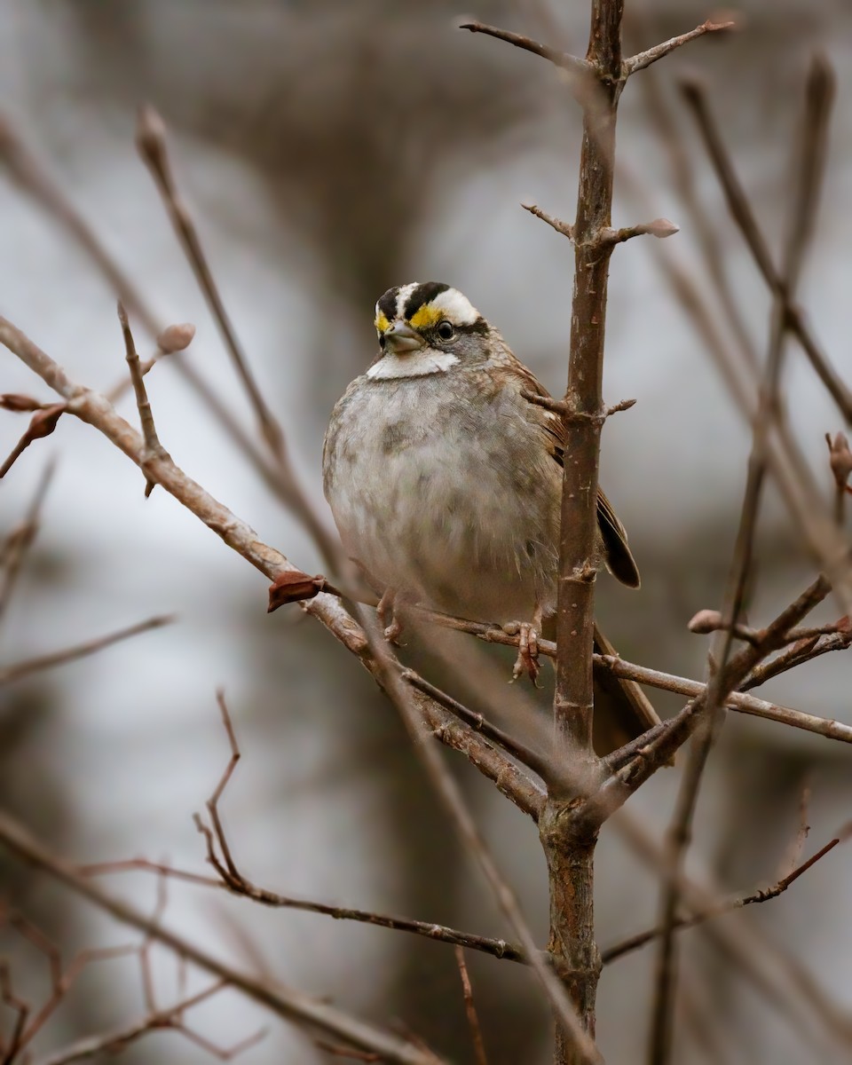 White-throated Sparrow - ML612770740