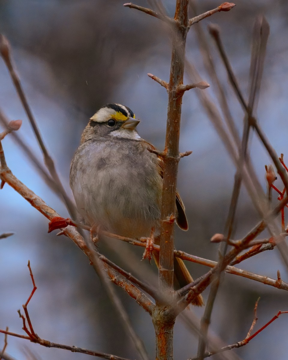 White-throated Sparrow - ML612770741