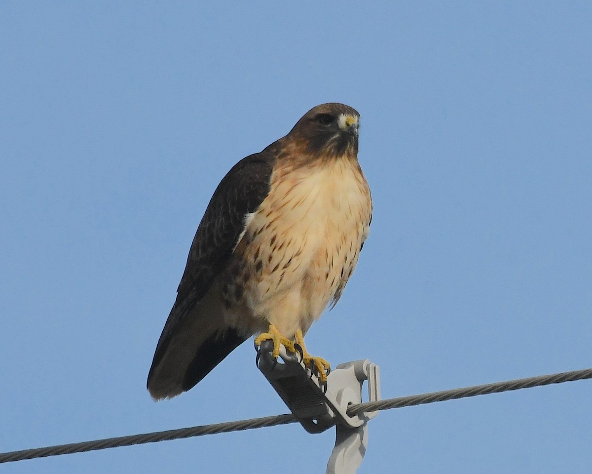 Red-tailed Hawk - ML612770807