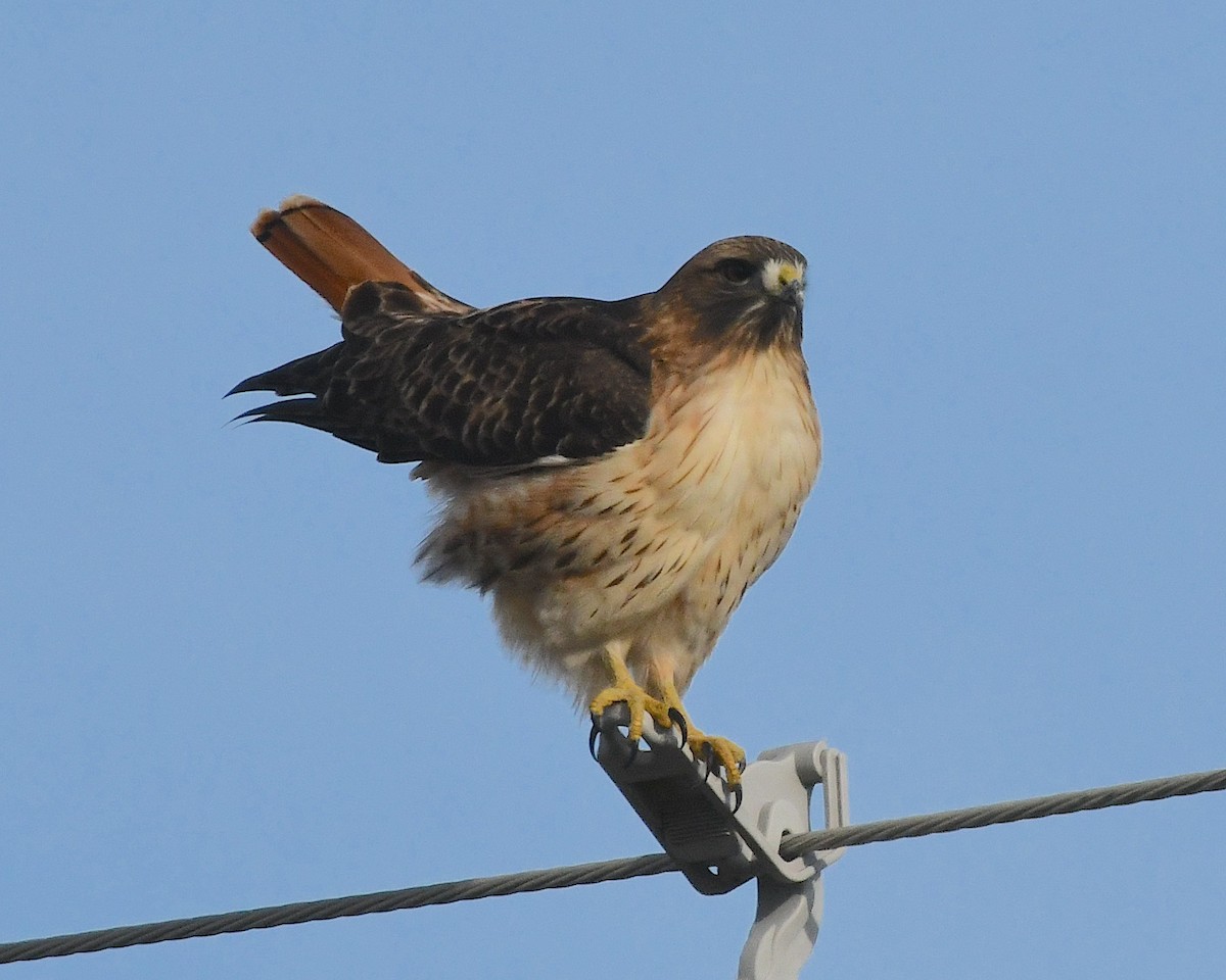 Red-tailed Hawk - ML612770840