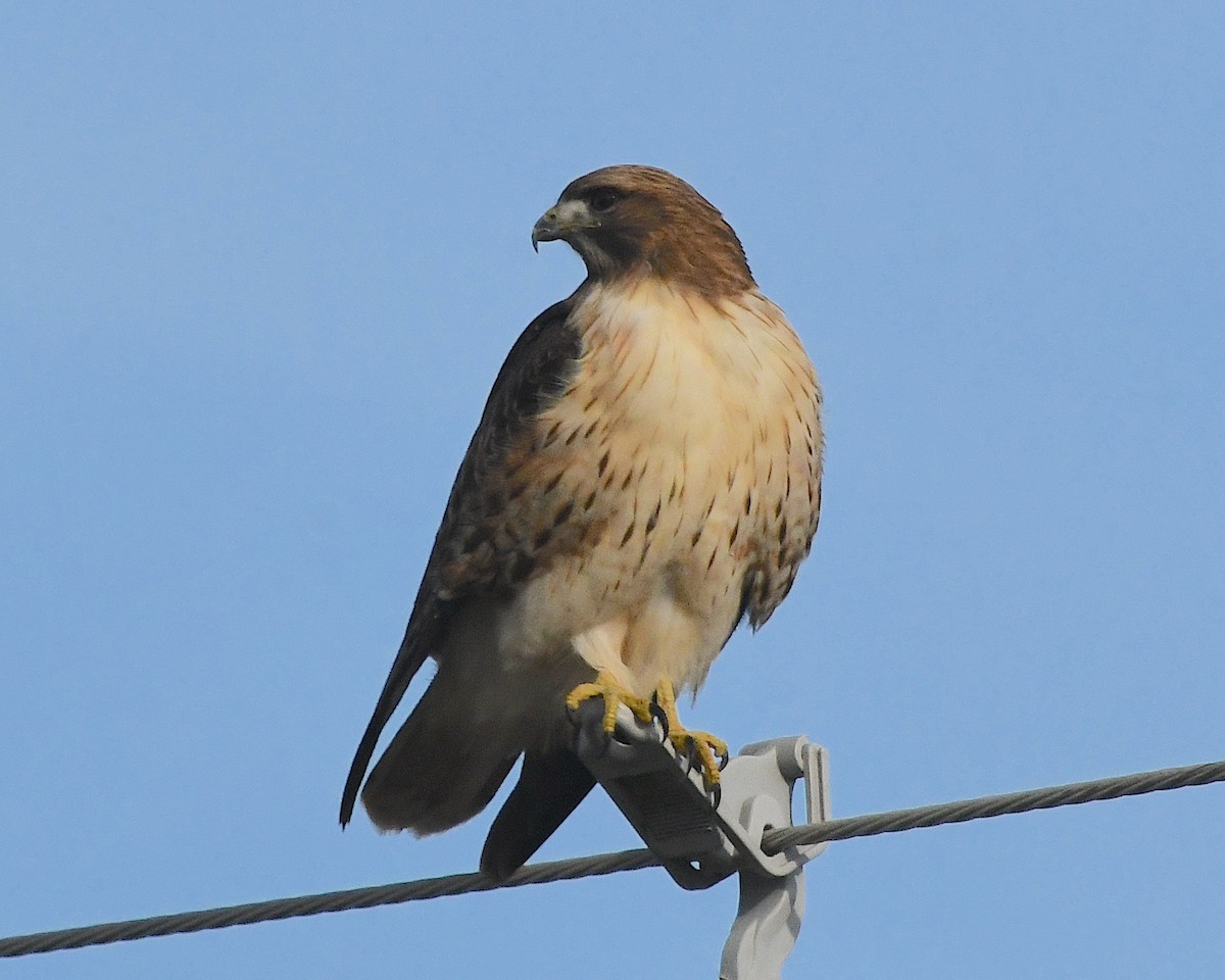 Red-tailed Hawk - ML612770870