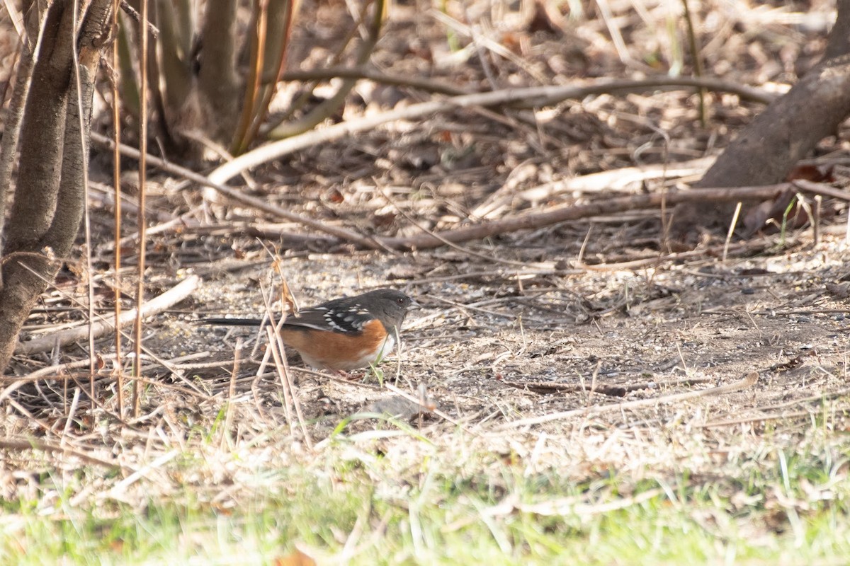Spotted Towhee - ML612770909
