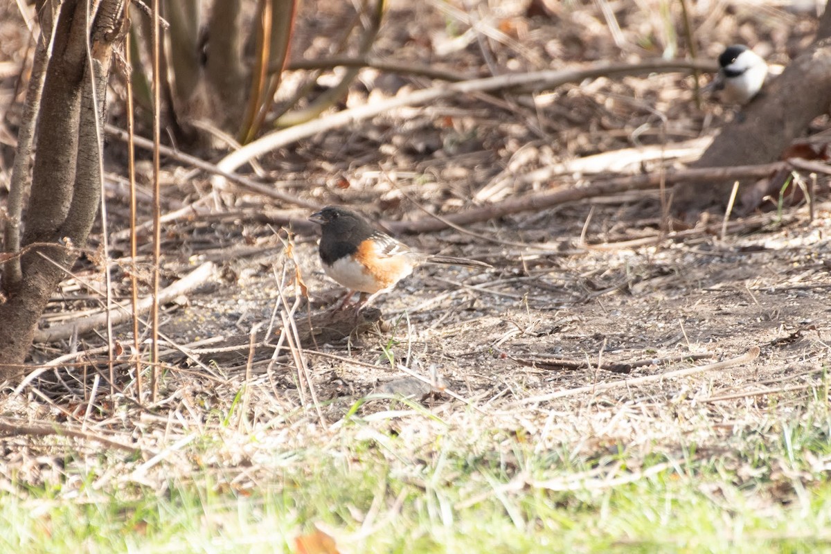 Spotted Towhee - ML612770910