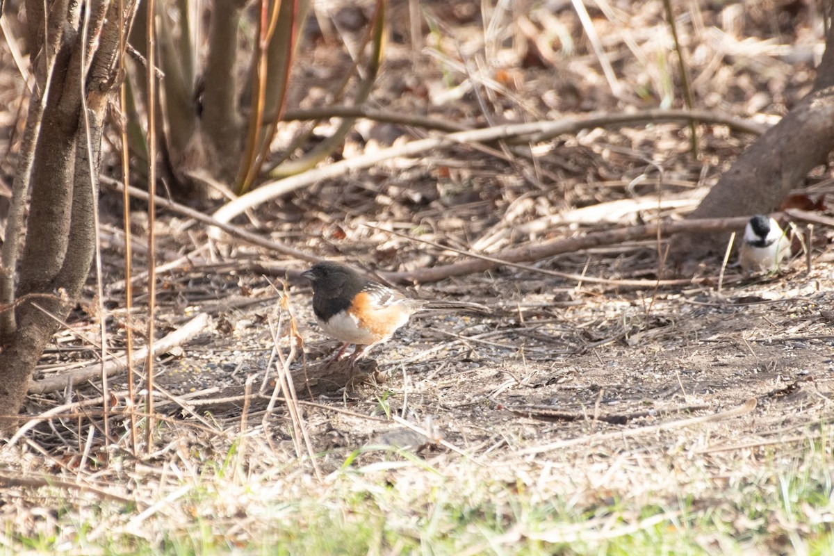 Spotted Towhee - ML612770911