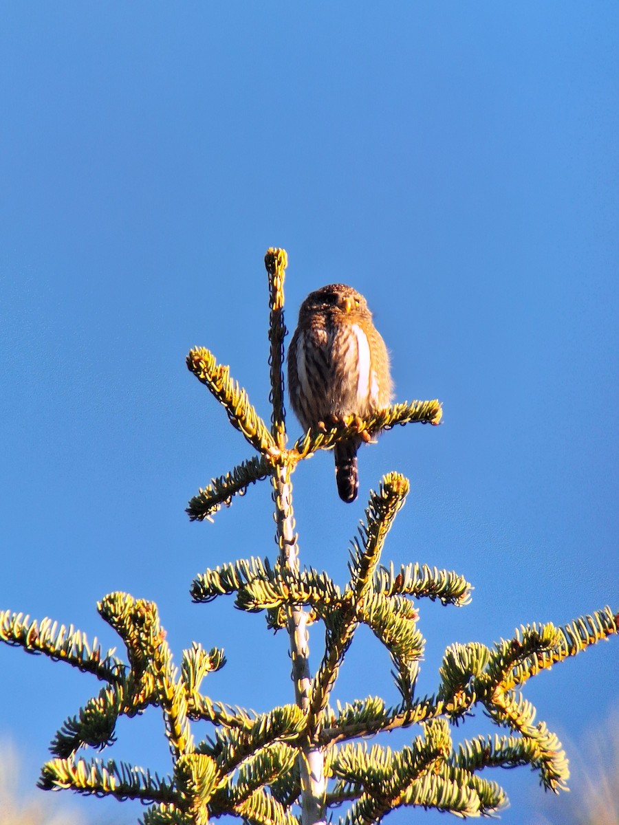 Northern Pygmy-Owl (Pacific) - Bas van Schooten