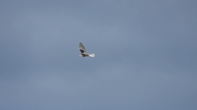 White-tailed Kite - ML612771611
