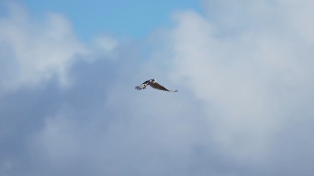 White-tailed Kite - ML612771627