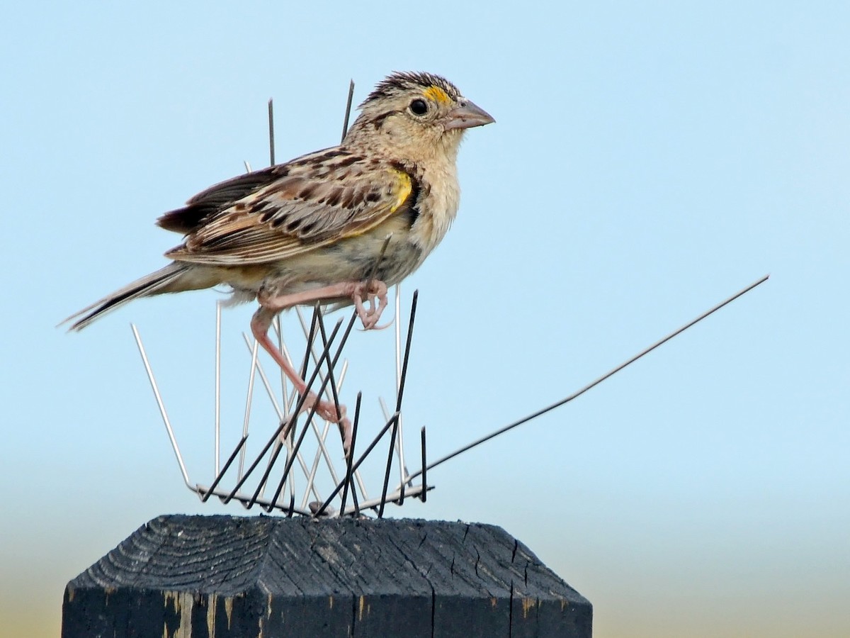 Grasshopper Sparrow - ML612771680