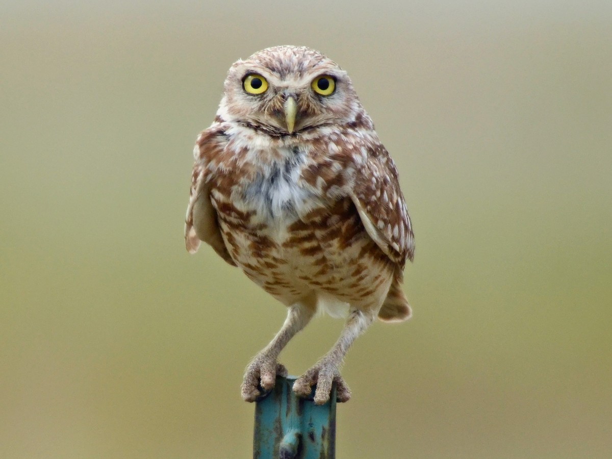 Burrowing Owl - ML612771727