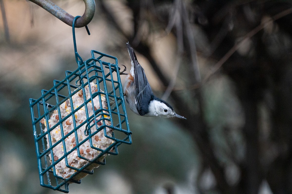White-breasted Nuthatch - ML612772110
