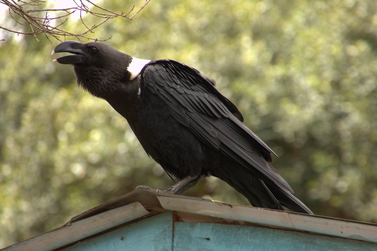 White-necked Raven - ML612772579