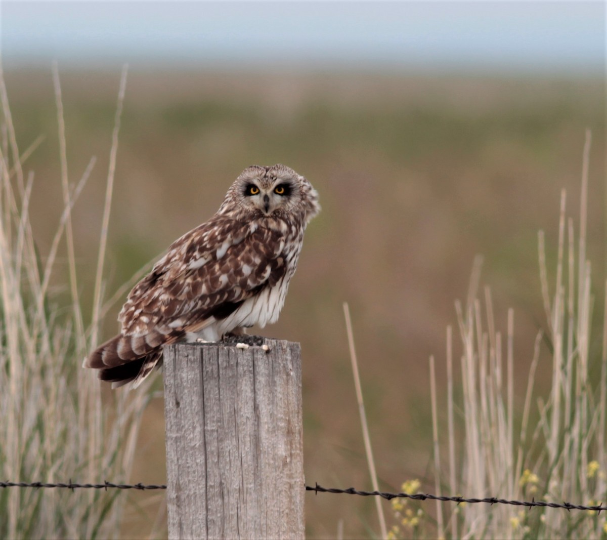 Short-eared Owl - ML61277281