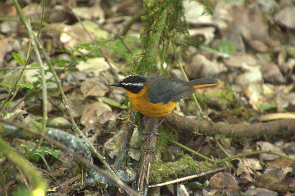 White-browed Robin-Chat - ML612772853