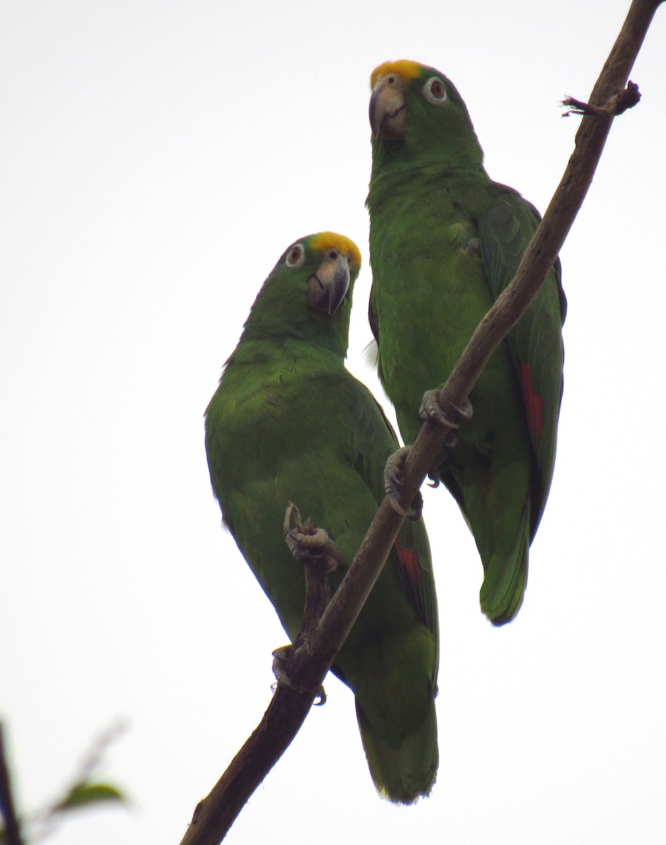 Yellow-crowned Parrot - ML612773408