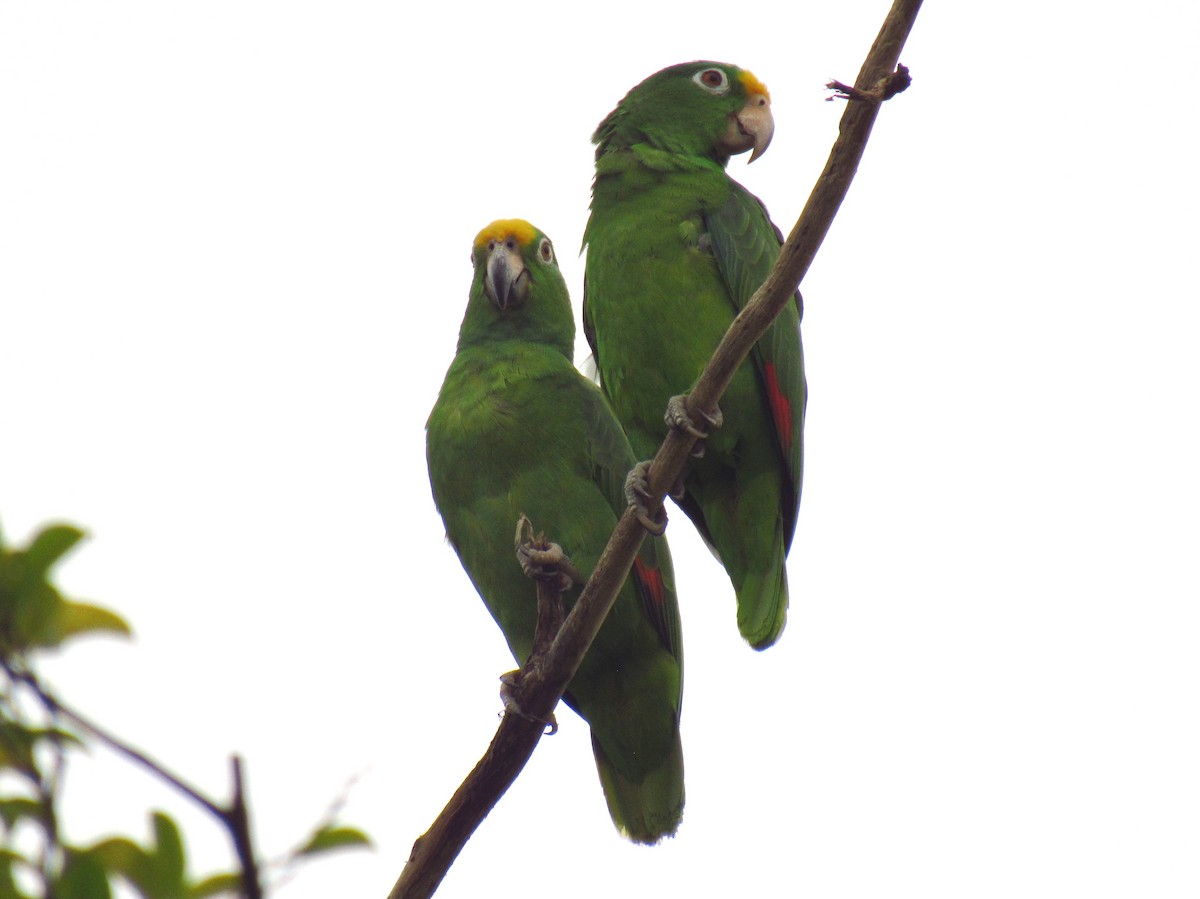 Yellow-crowned Parrot - ML612773409