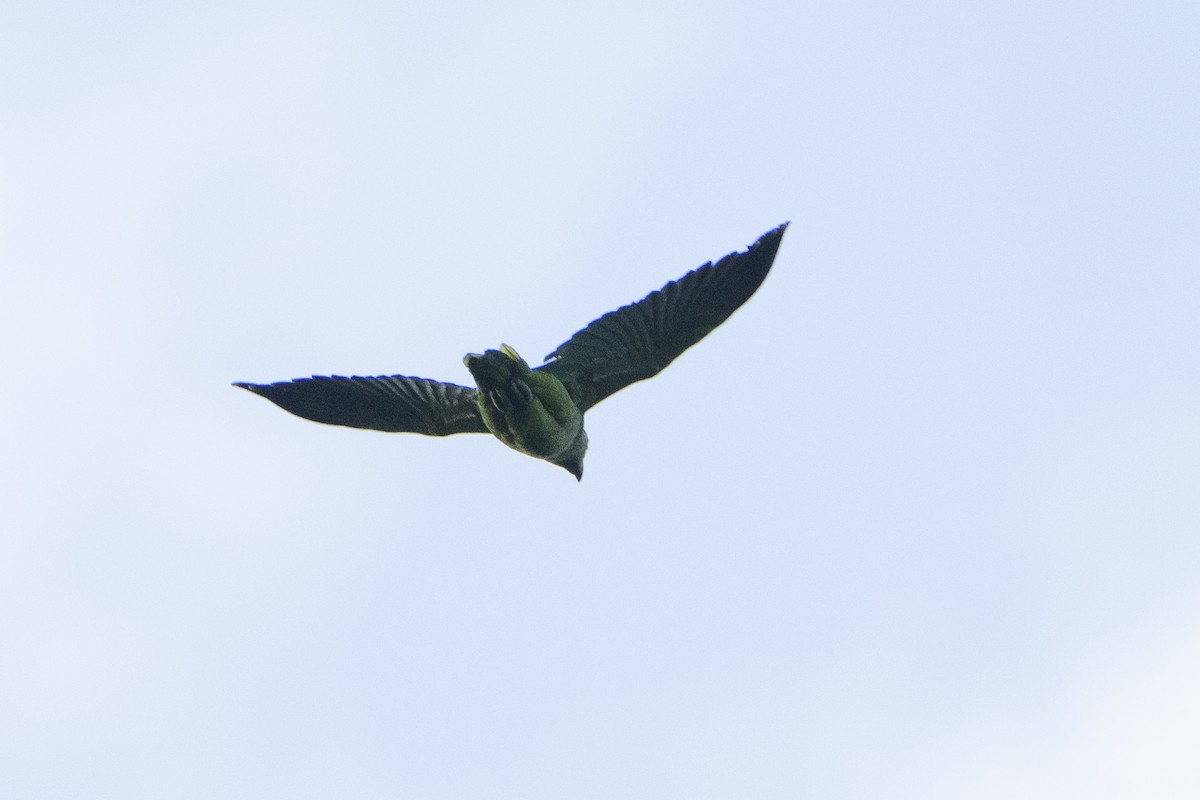鸚鵡目(parakeet sp.) - ML612773557