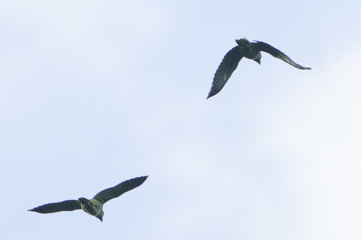 鸚鵡目(parakeet sp.) - ML612773558