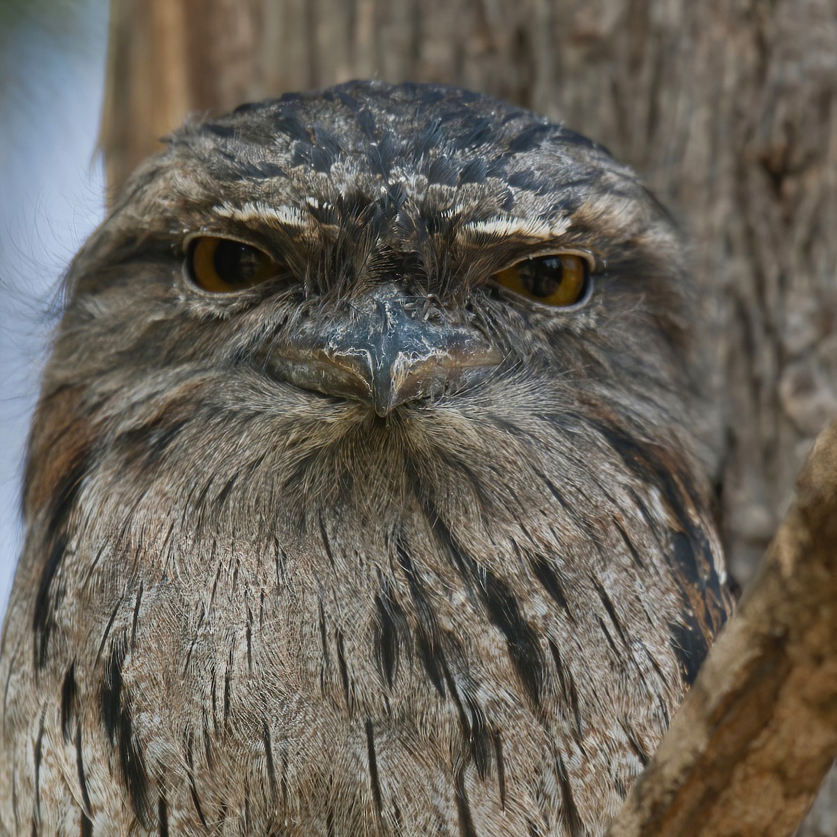 Tawny Frogmouth - jackie cullen