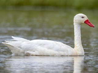  - Coscoroba Swan