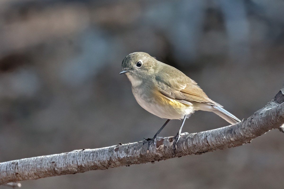 Red-flanked Bluetail - ML612773889