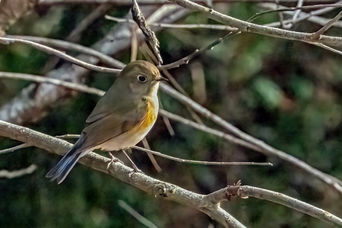 Red-flanked Bluetail - ML612773944