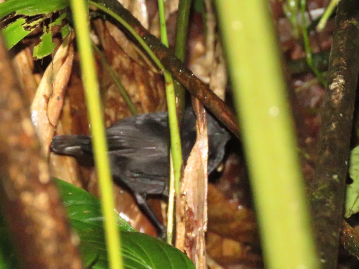 Stub-tailed Antbird - ML612774114