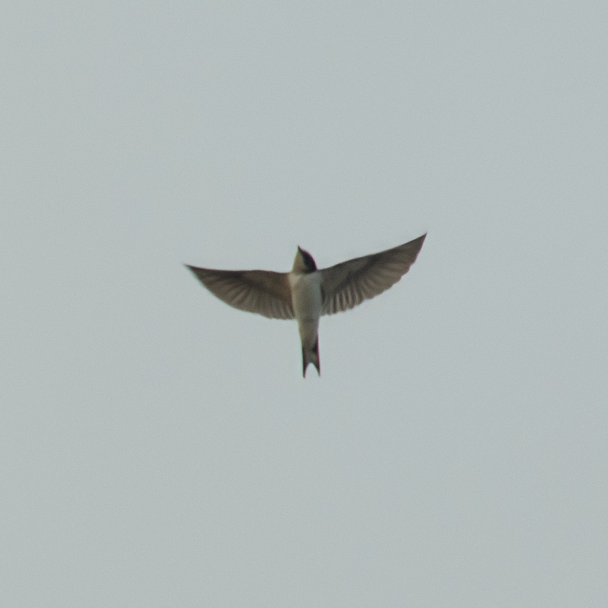 Barn Swallow - John Hurley