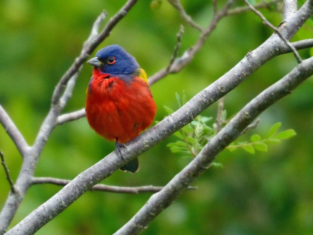 Painted Bunting - ML612774267
